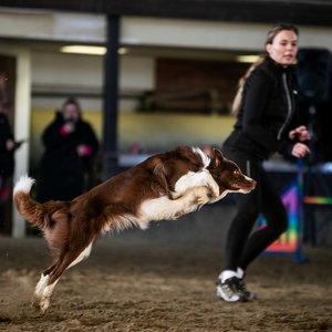 ONLINE KURZ: Agility základy nejen na překážce